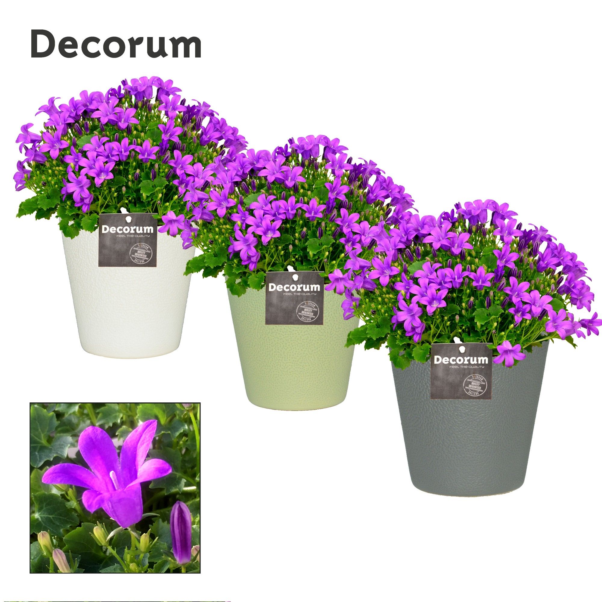 Campanula Porto LL in Ruby Decorum, D 13