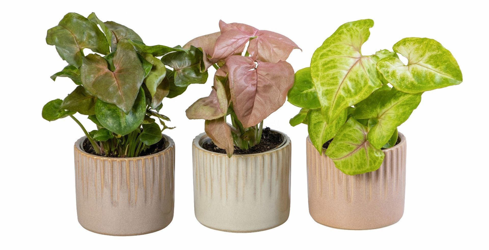 L 66021 With Syngonium Mix 6 cm, D 6