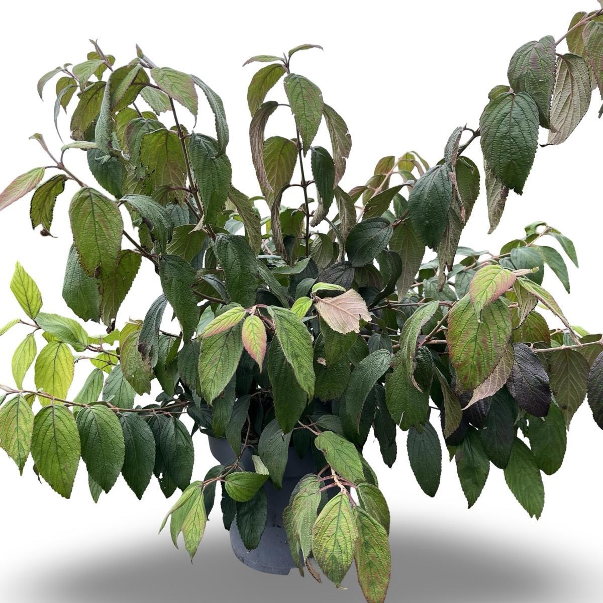 Viburnum plic. Kilimandjaro, D 32 cm