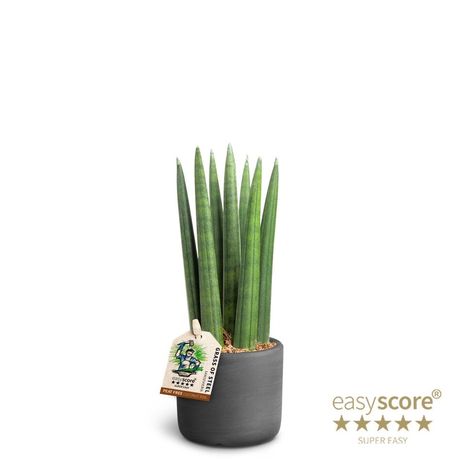 SANSEVIERIA CYLINDRICA 40631750 Raw Black Straight, D 7