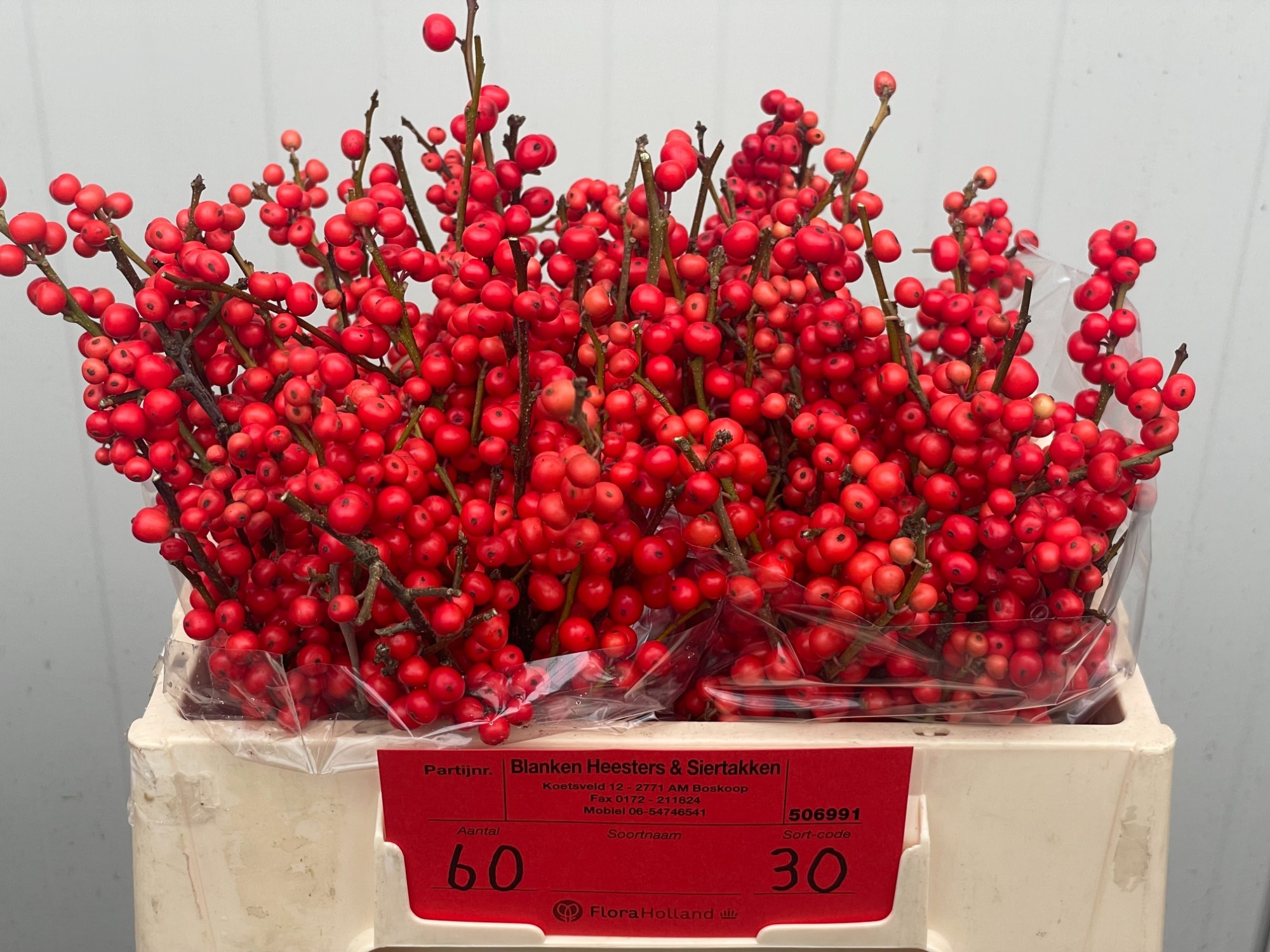 Илекс Красные ягоды 30, шт.