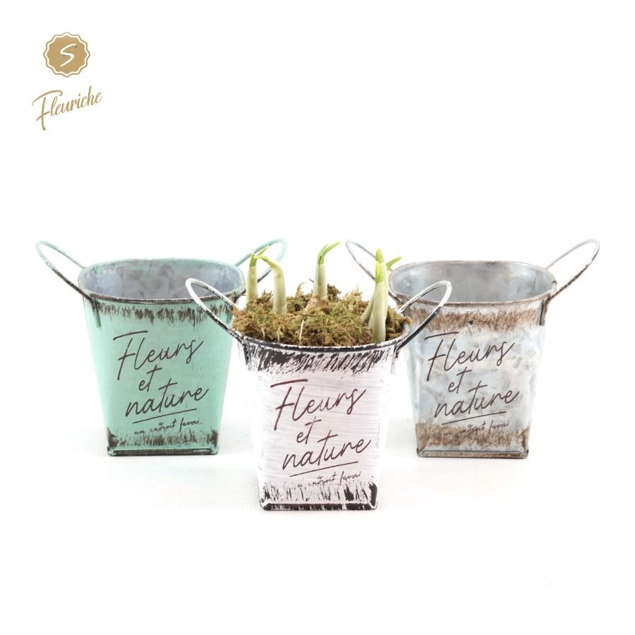 (1503) Narcissus Fleurs et Nature [M] 1PP Mos, D 12 cm