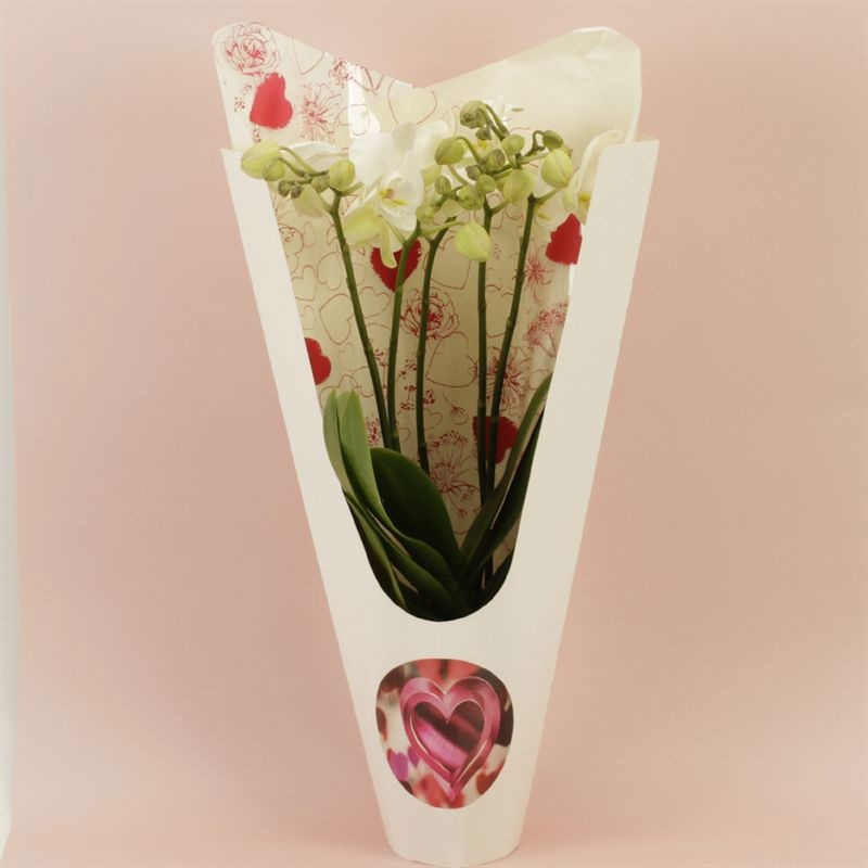 Phalaenopsis Anthura Inverness Wild 5 tak Inverness shorty Ceta Valentine luxury, D 12