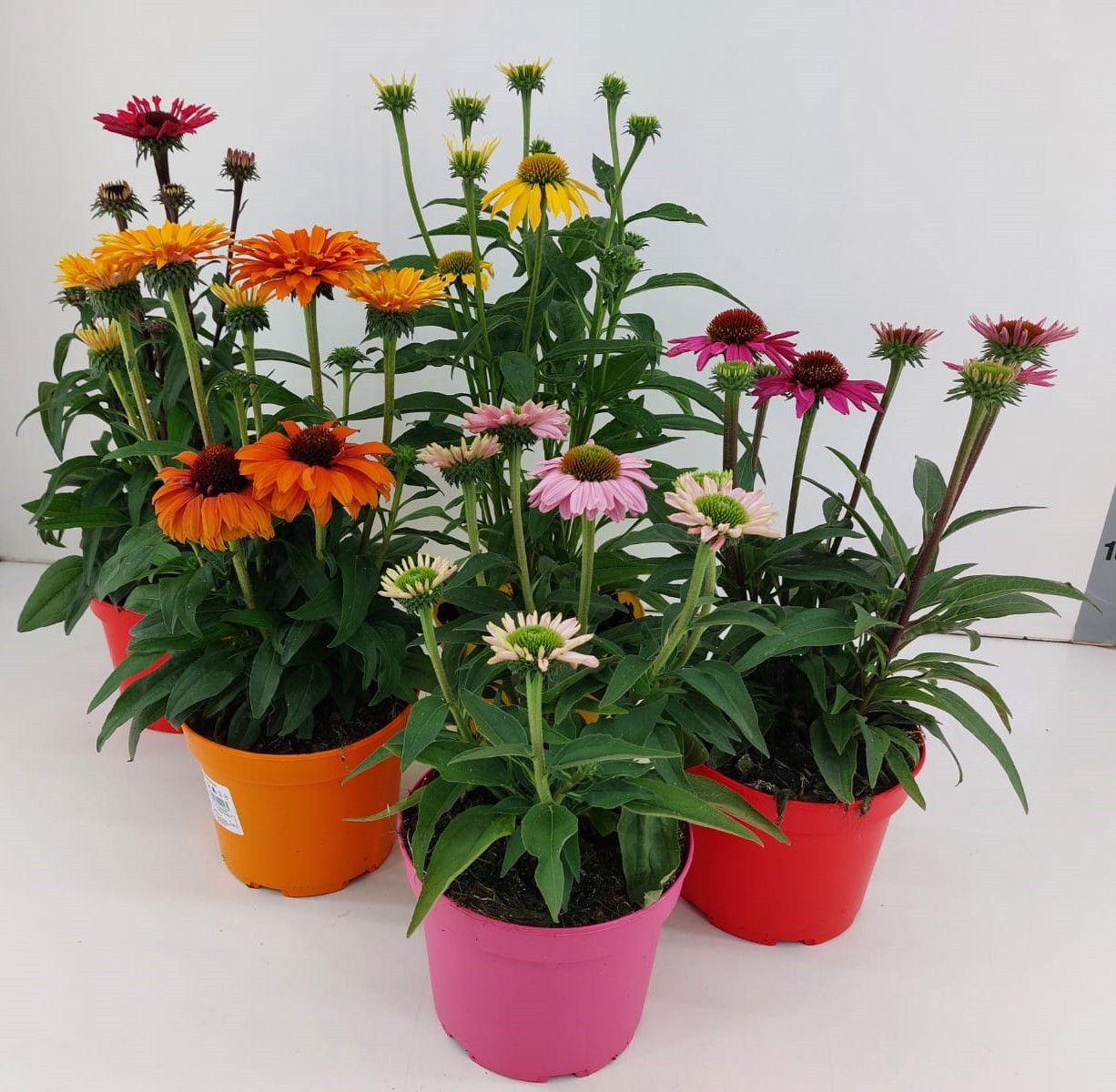 Echinacea Sunseekers mix P17, D 17 cm