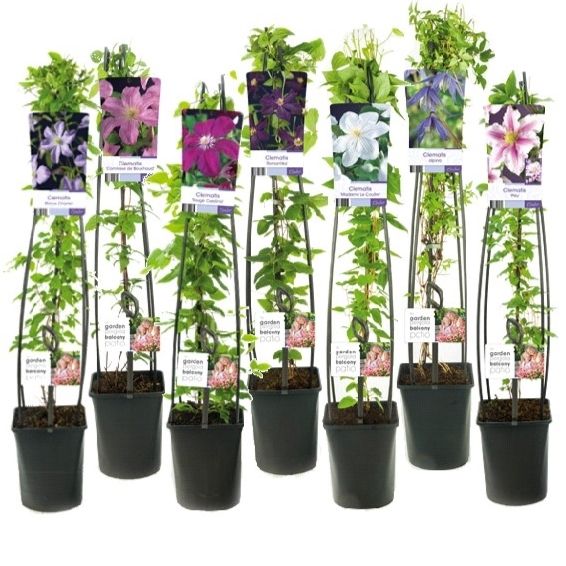 Mix CC Clematis +light label, D 23