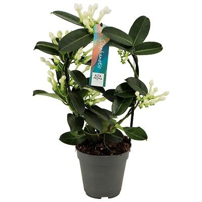 Stephanotis boog 7-8 tros p12, D 12