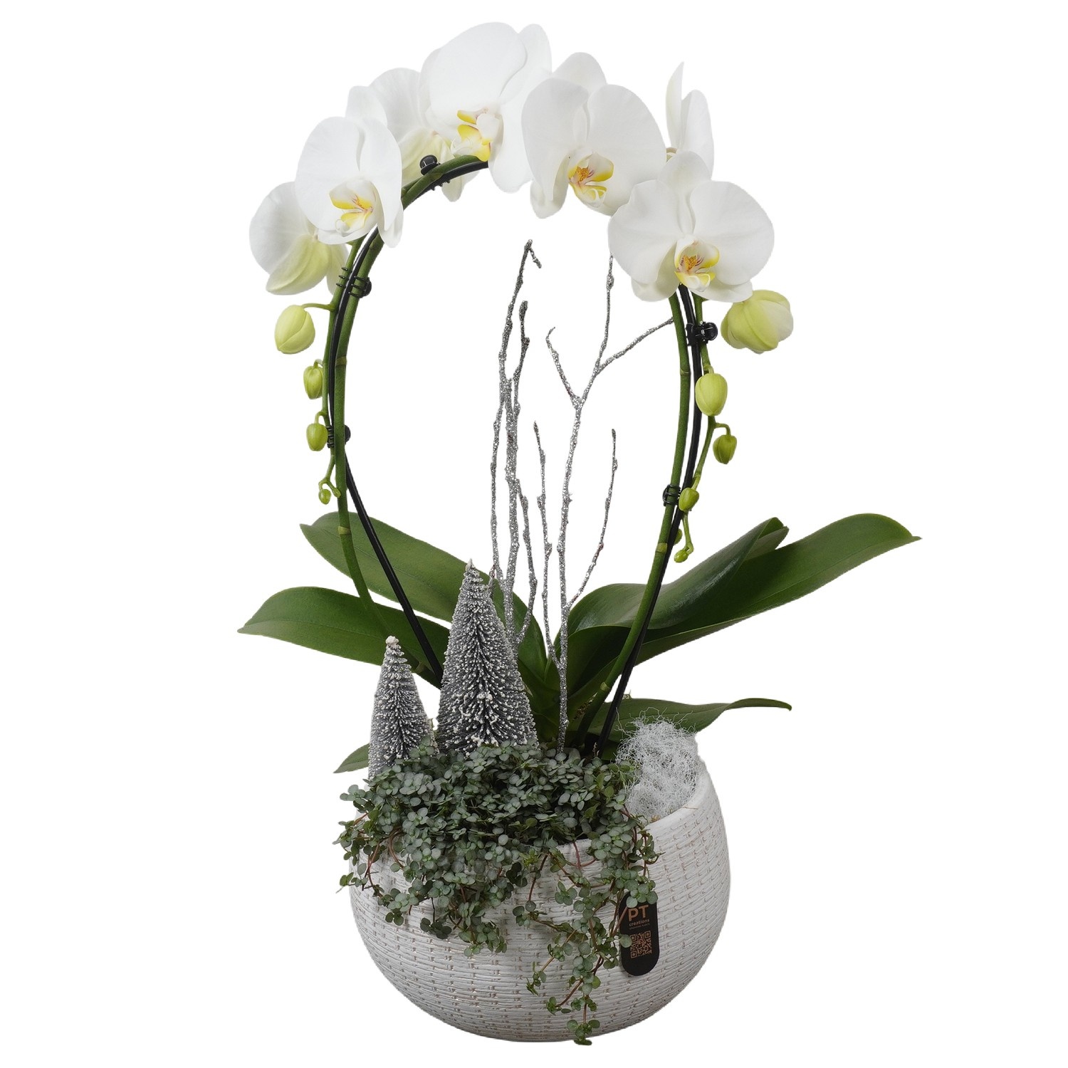 PTPCE3606 Arrangement Phalaenopsis Christmas Exclusive in keramiek schaal, D 23 cm