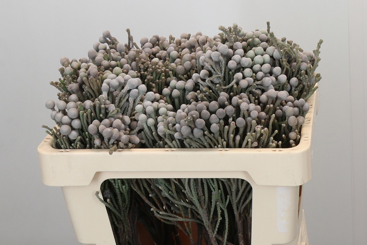 Бруния Лаевис 50 (сер.), шт.