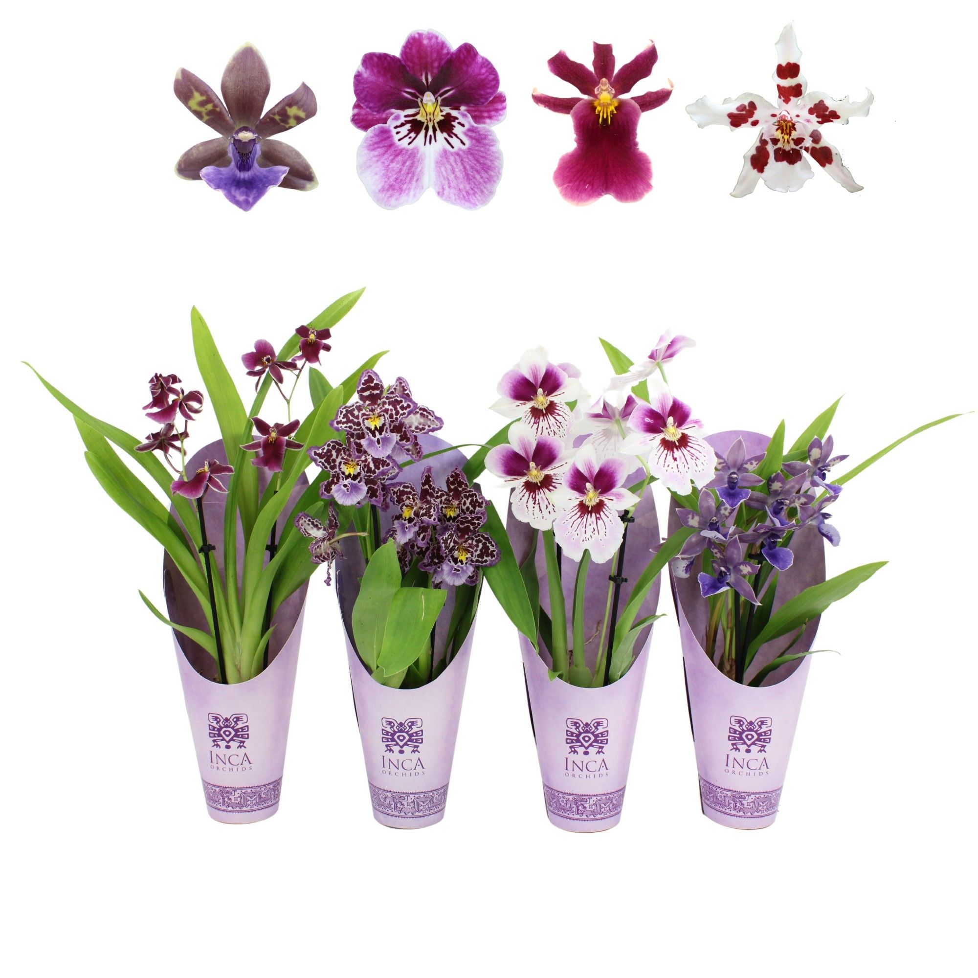 Inca Orchid Purple Pleasure 2 spike mix 9cm in Luxury Cover, D 9