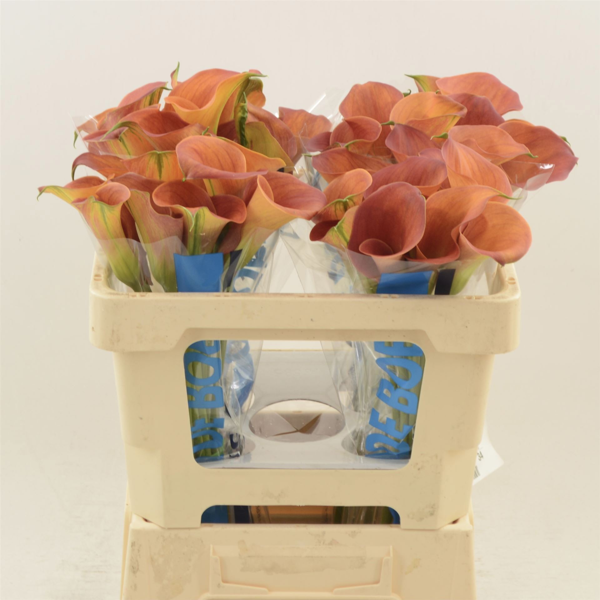 Калла Сансет Пэшн 50, шт.