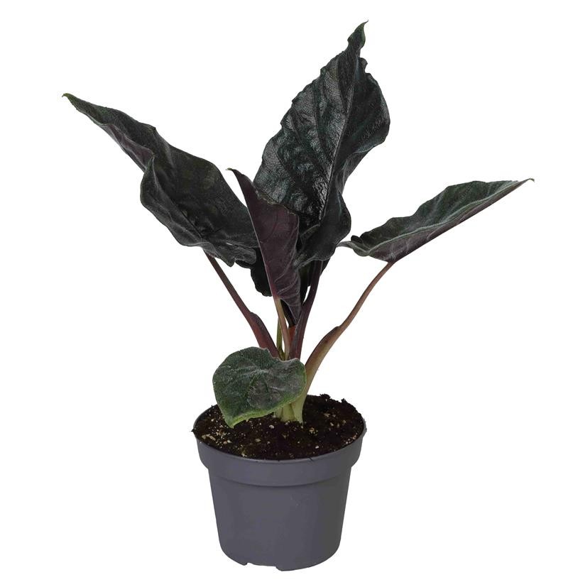 ALOCASIA HYBRID 'ANTORO VELVET', D 12