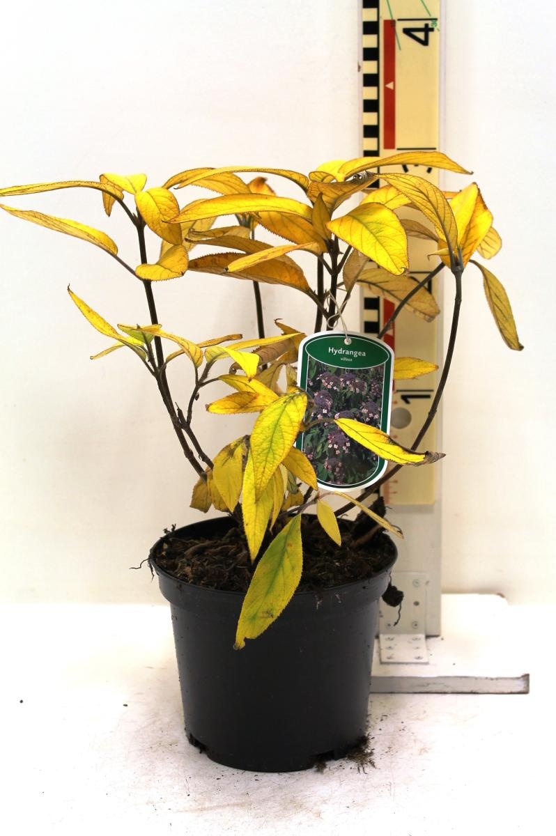 Hydrangea villosa, D 19 cm