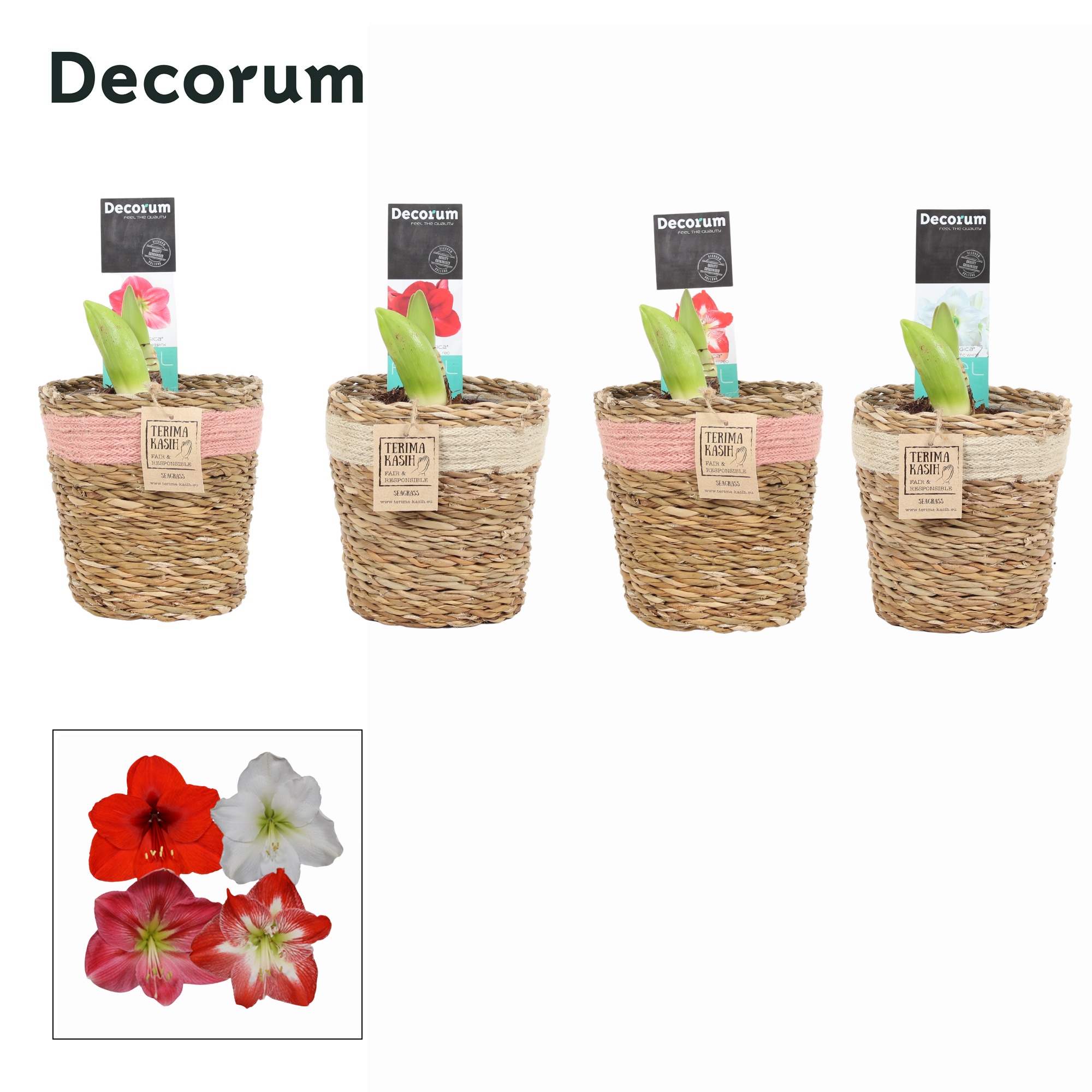 Amaryllis Mix 2 Knop in Gaby mand (Decorum), D 12 cm
