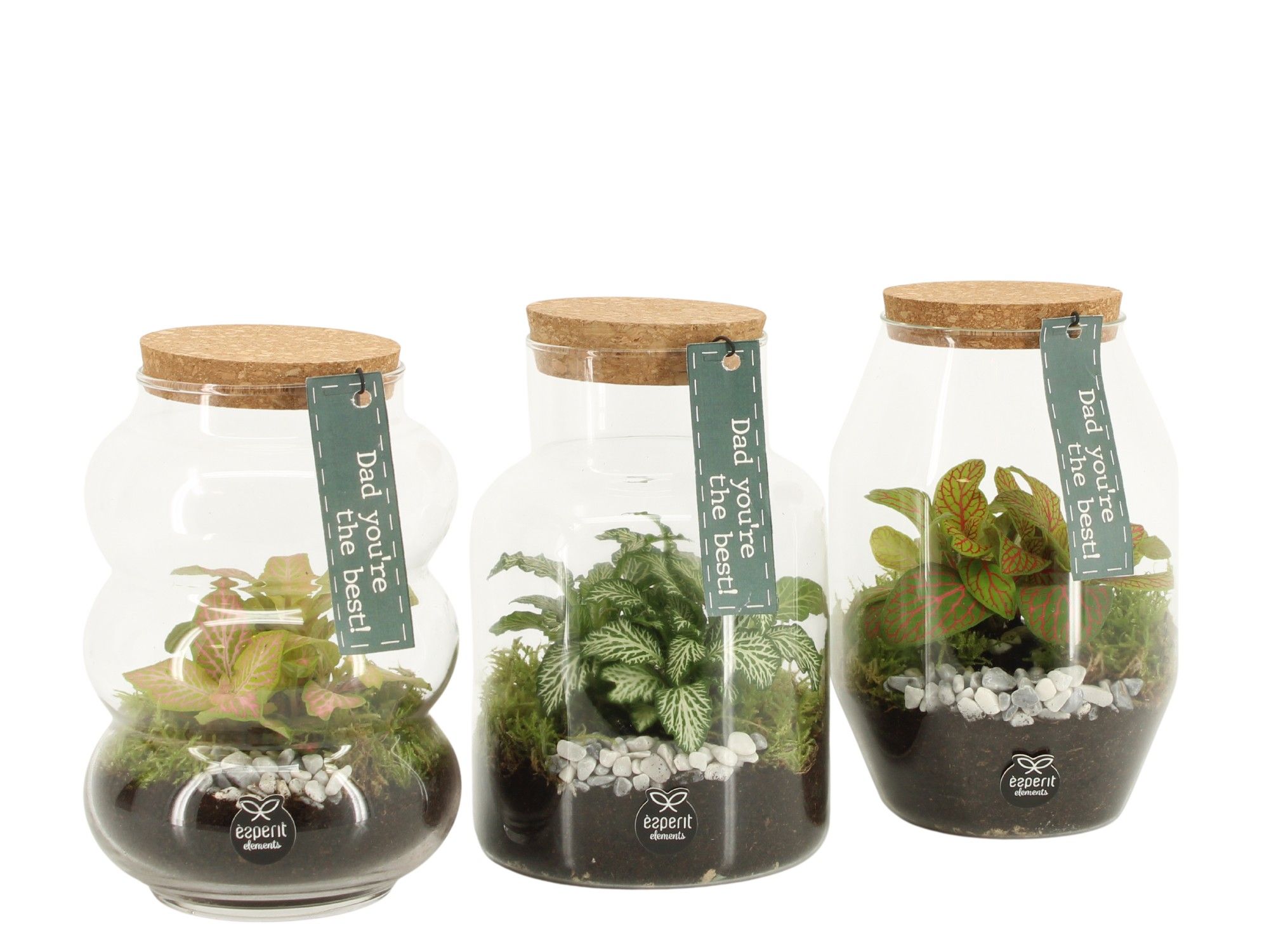 21782: Father's day terrarium, D 12