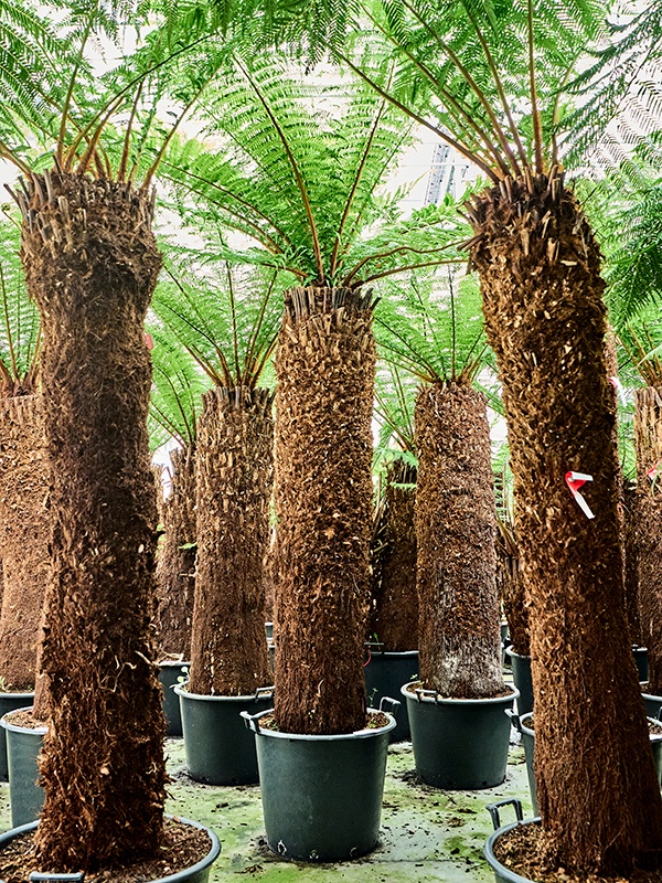 Dicksonia antarctica, D 60