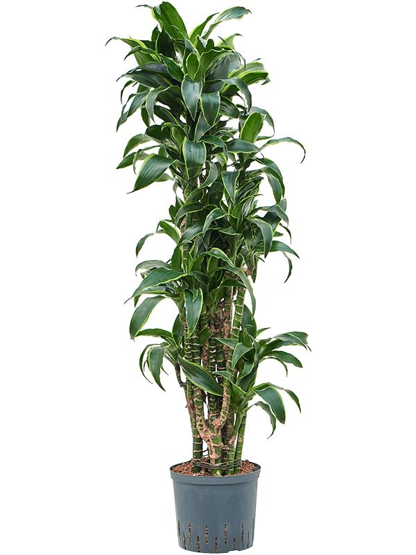 Dracaena fragrans 'Dorado', D 22