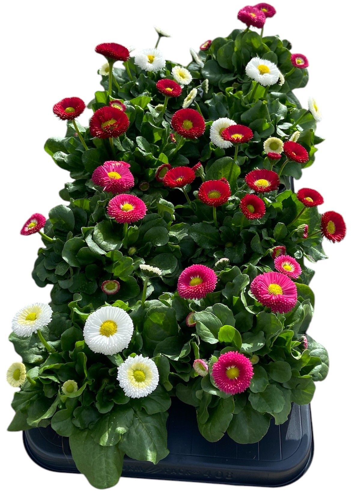 Bellis perennis Mix, D 12