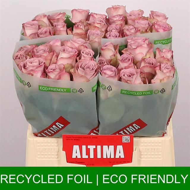 Роза од. Мемори Лэйн 40, шт.