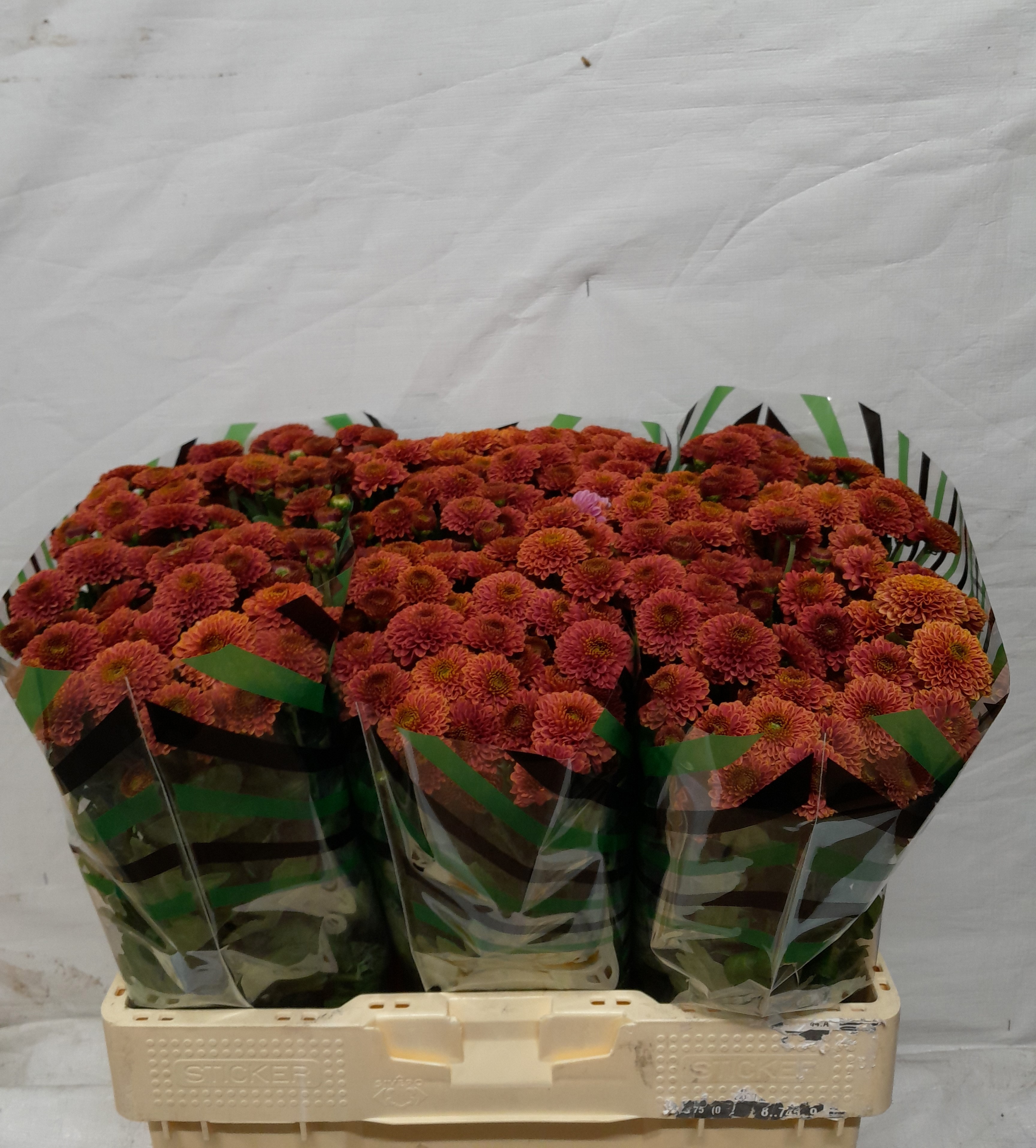 Сантини Дориа Черри, шт. Сантини Дориа Черри, шт.