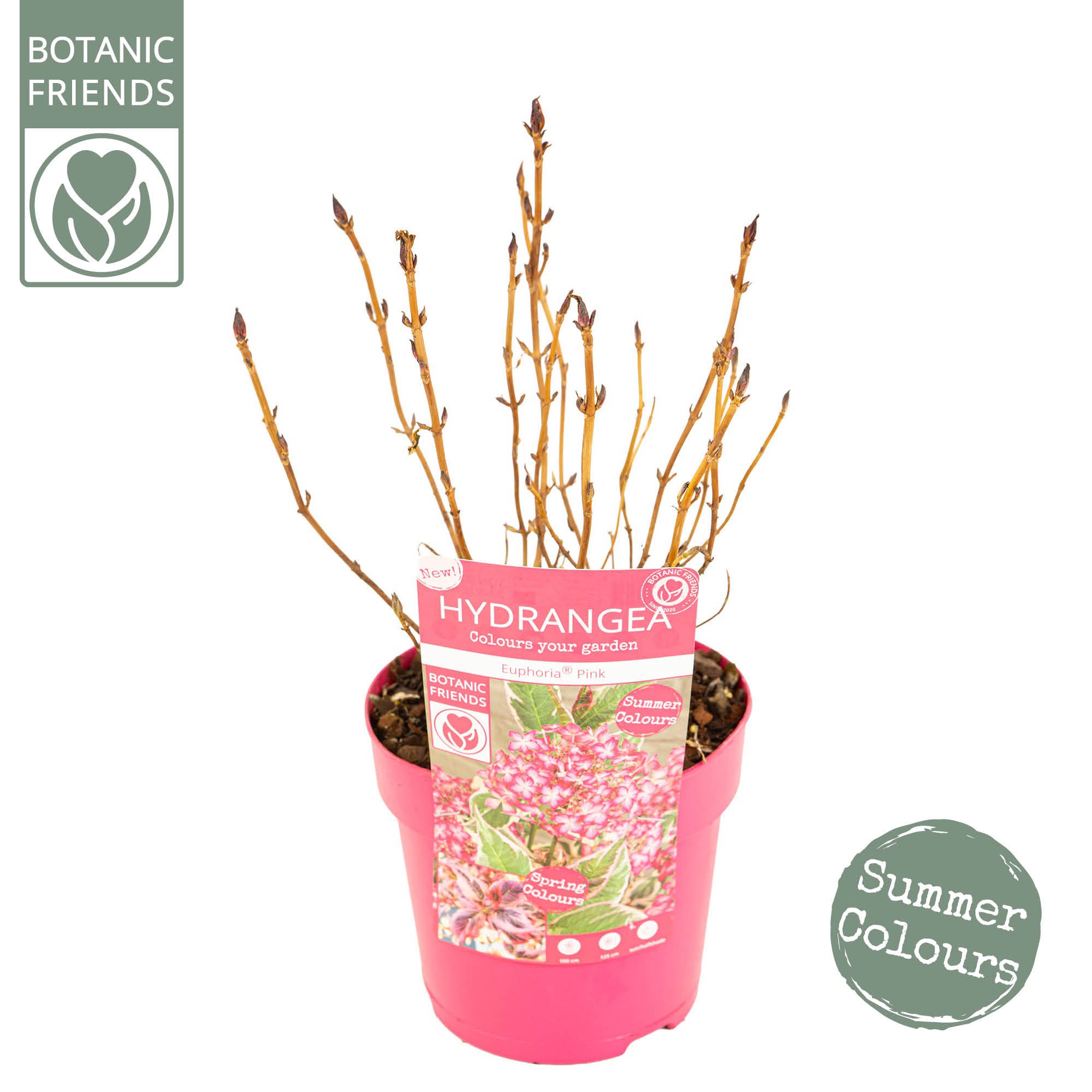 Hydrangea serrata Euphoria 'Pink', D 15