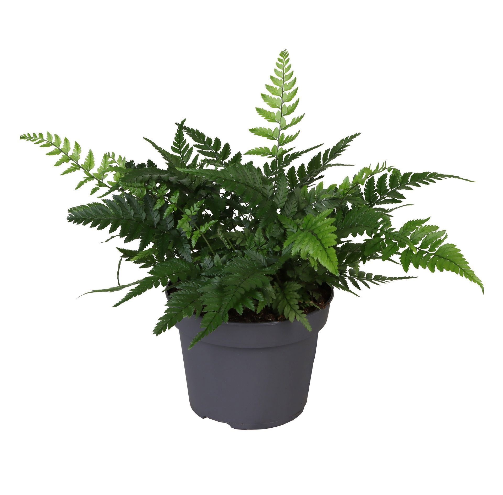 Polystichum Tsus-Simense 10,5 cm, D 11 cm