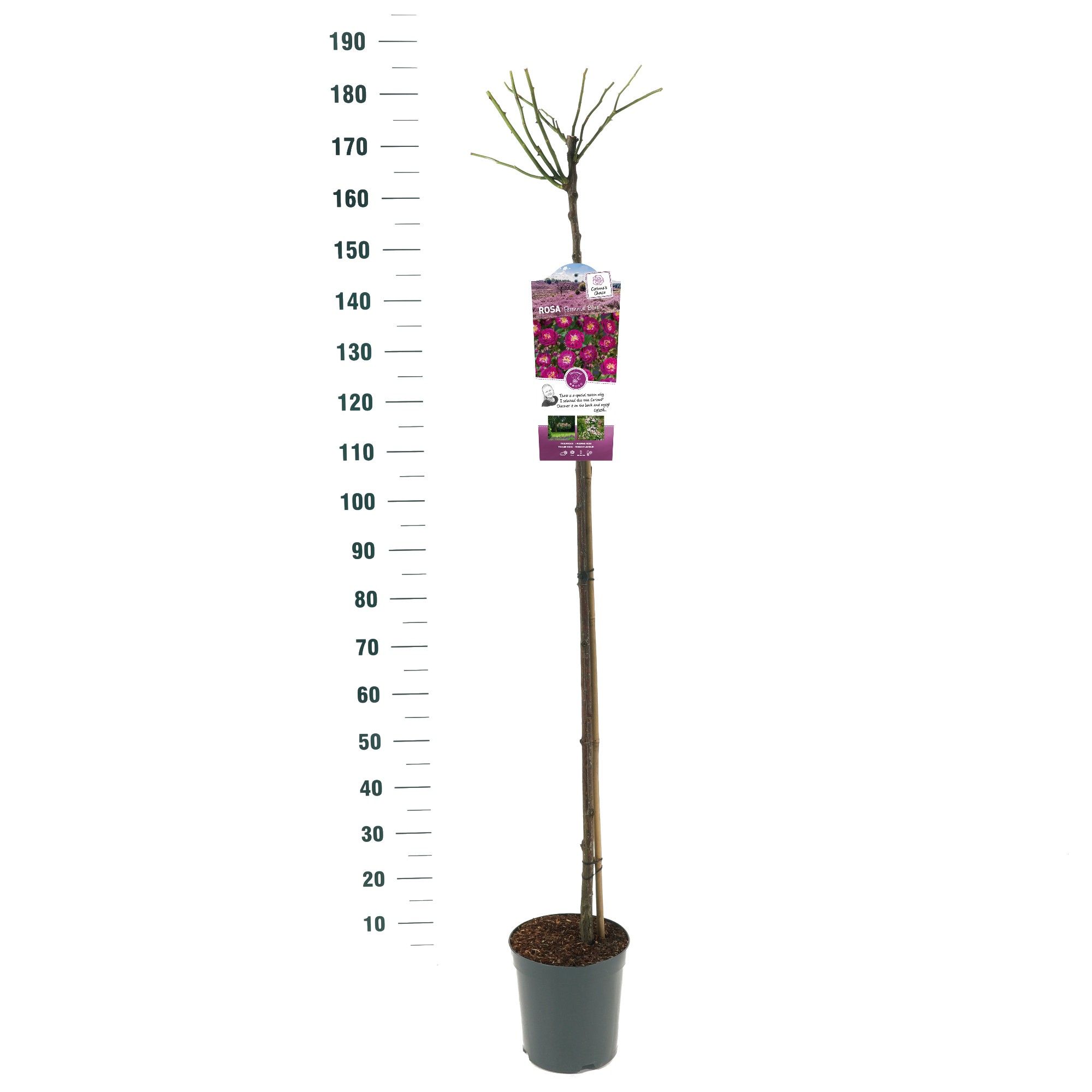 Rosa 'Perennial Blue' - 140 Stam - Exclusive Collection, D 24