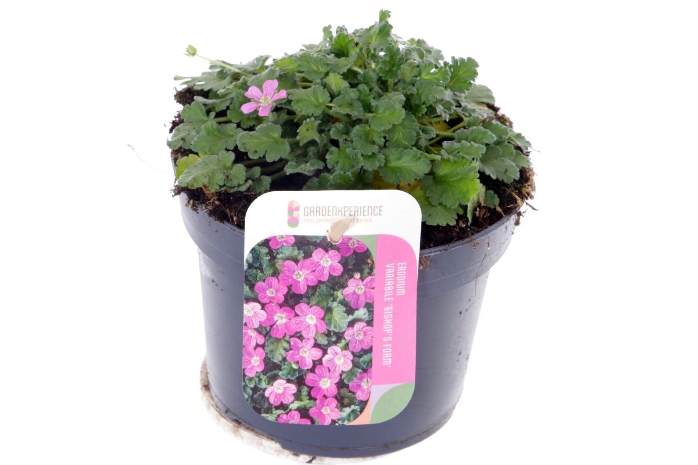 Erodium var. Bishop's Form, D 13