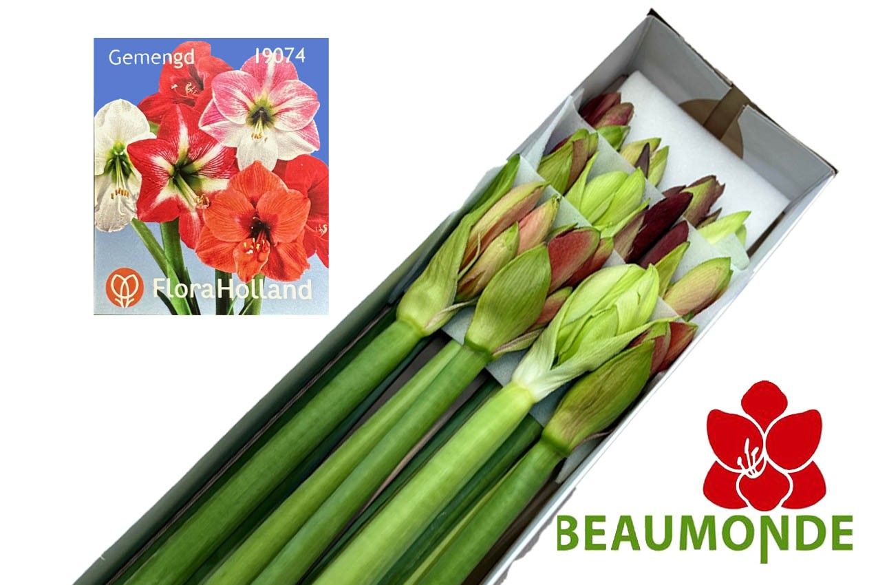 Амарилис Микс x12, шт.