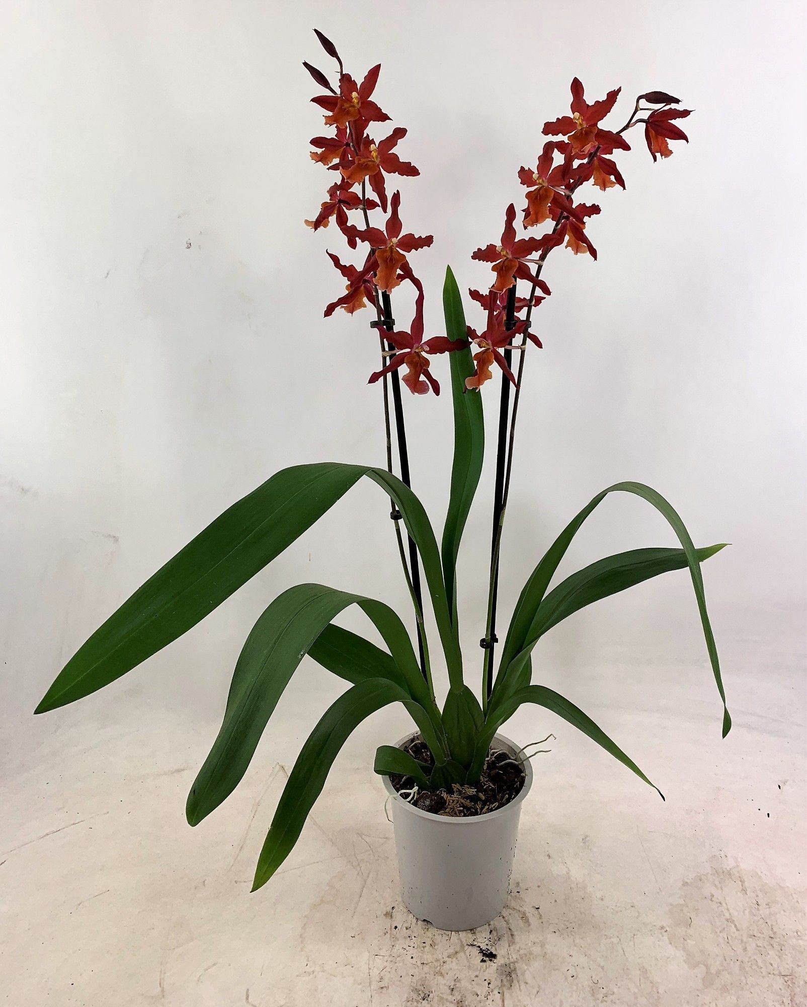 Jumping Jack 2-tak, D 12