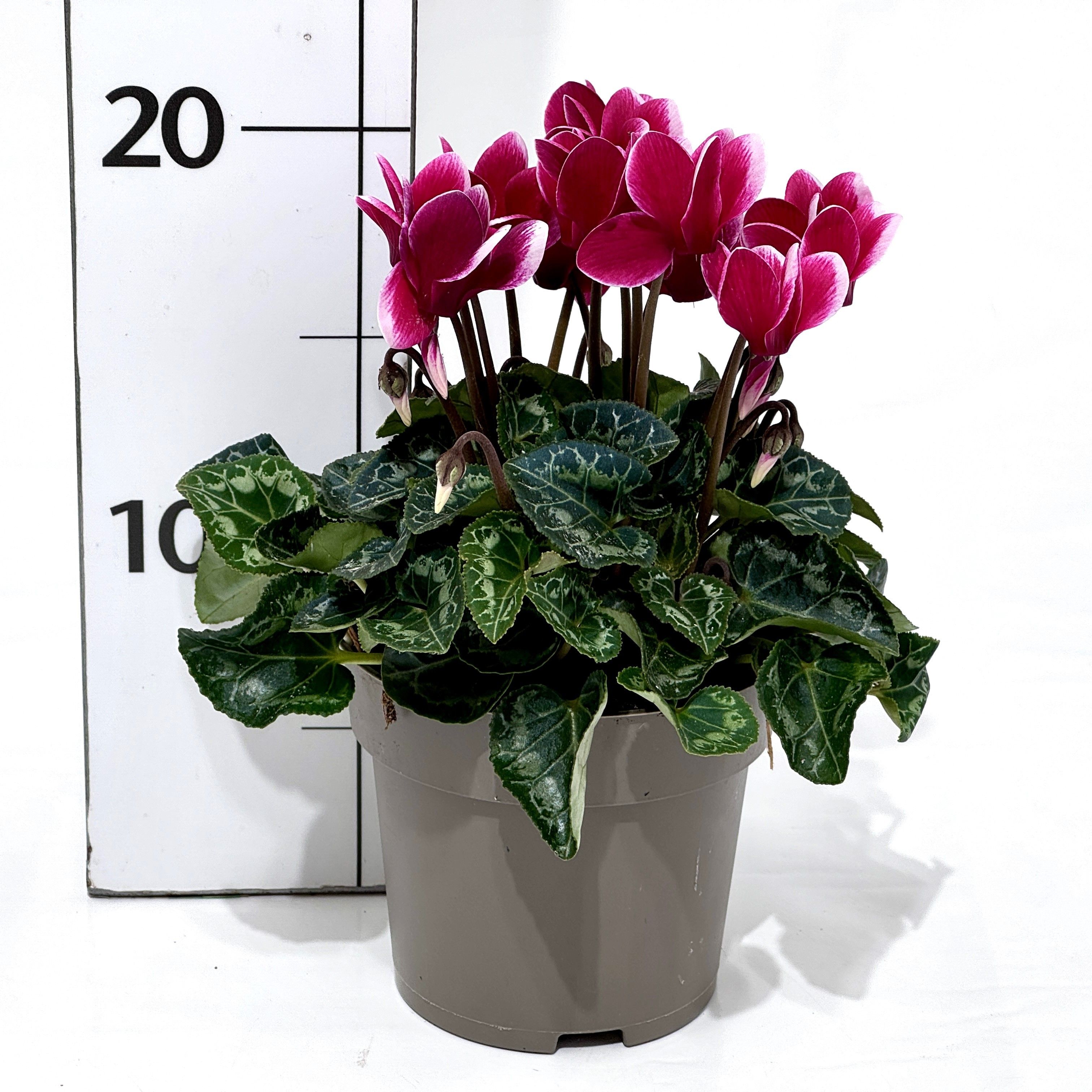 Cyclamen persicum, D 10,5