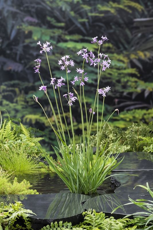 Thulbachia violance (18x18), D 18