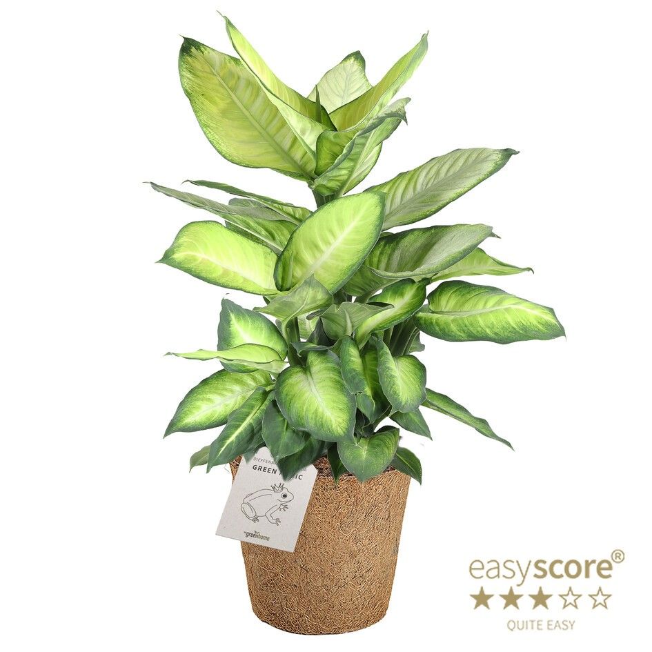 Dieffenbachia ´Summer Style´ - COCOZ, D 17