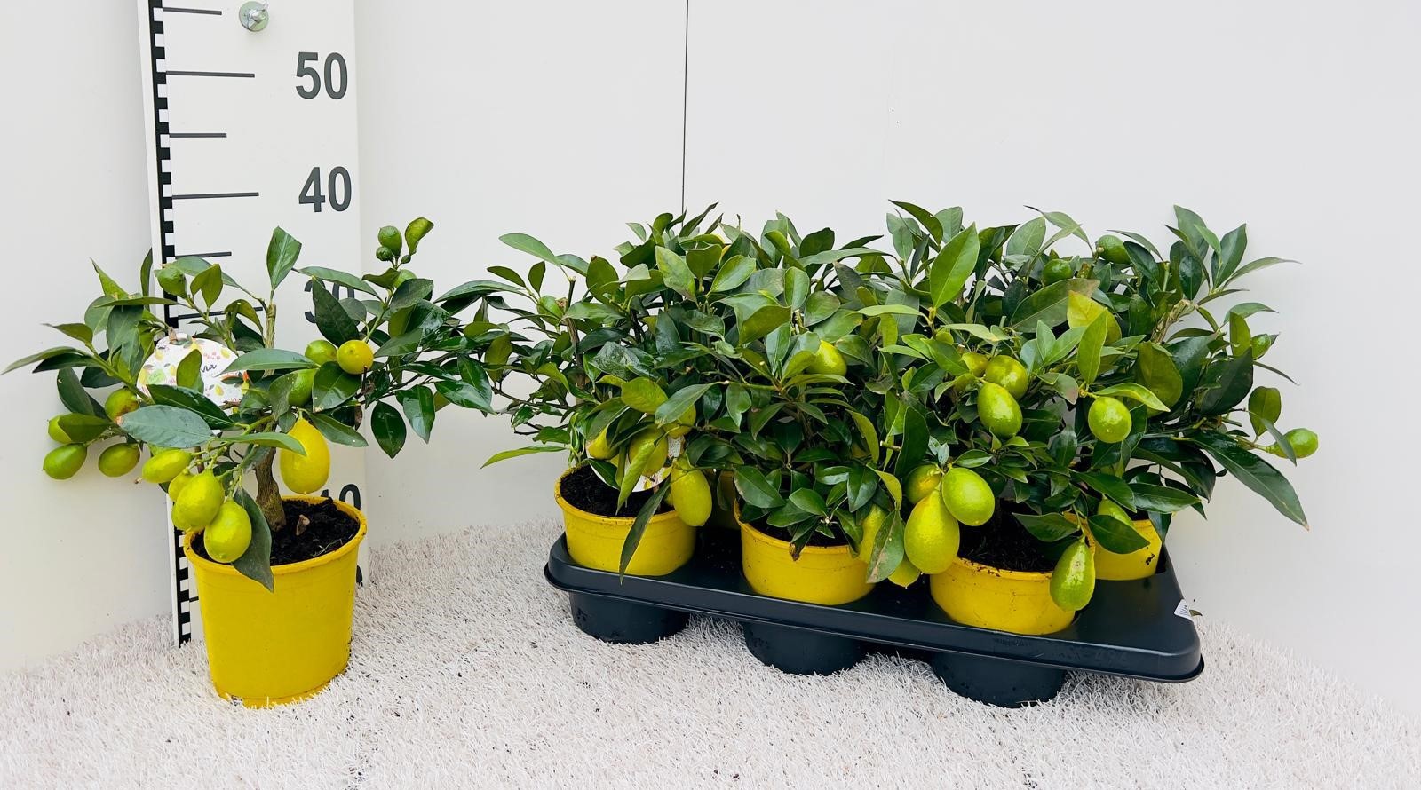 Citrus floridana Limequat medi-stem (s2), D 14