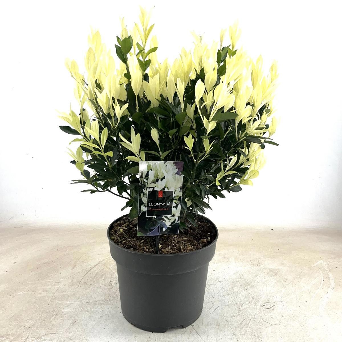 Euonymus jap. Extravaganza, D 28