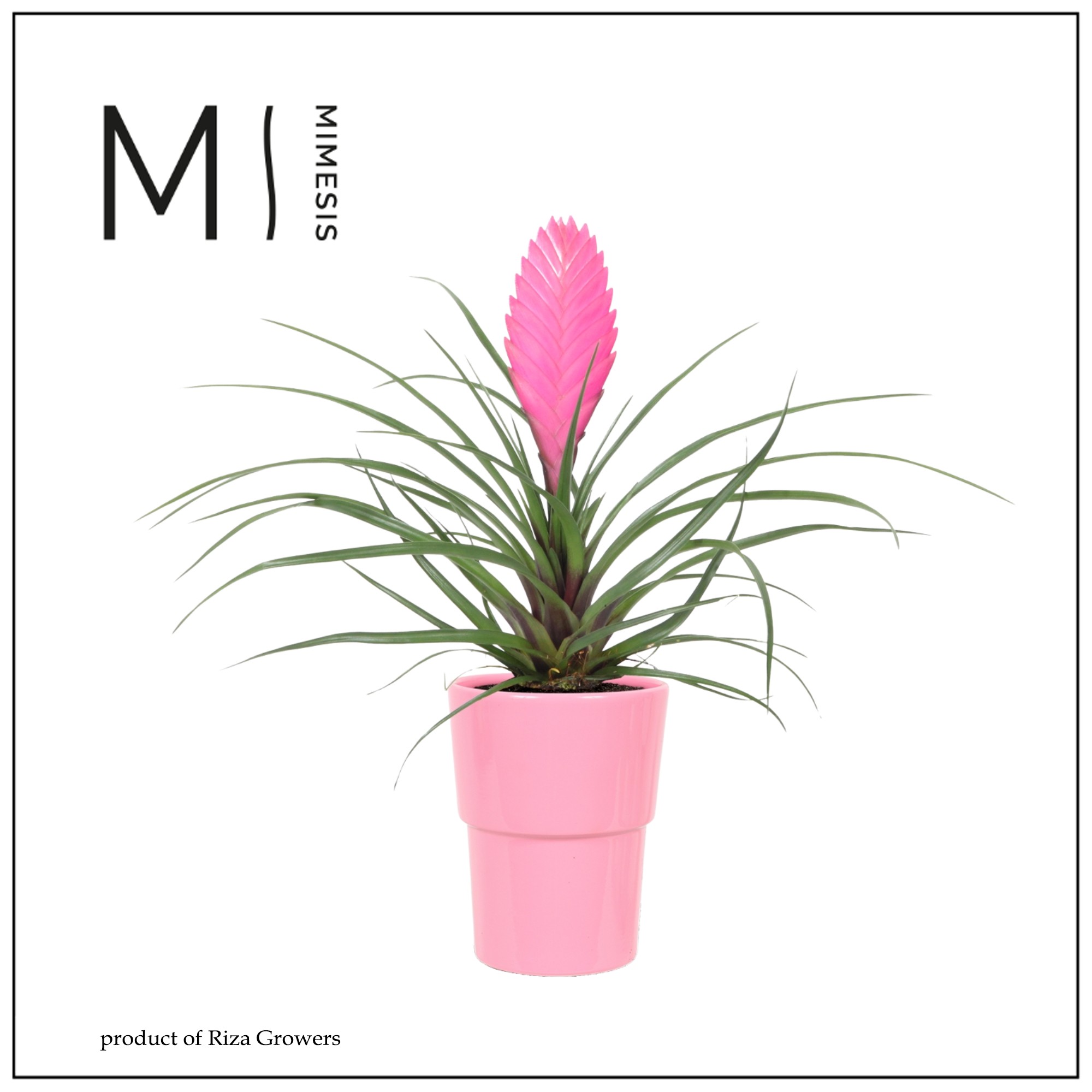 Tillandsia Vincent - 9cm in Cancun Pink | Mimesis, D 10