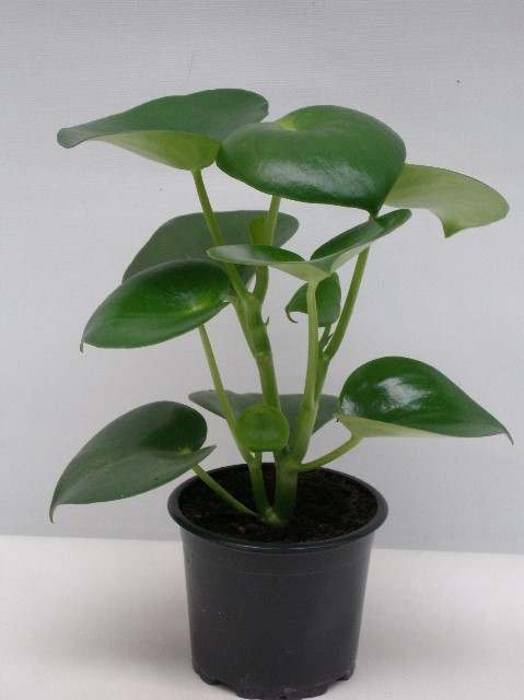 PEPEROMIA POLYBOTRYA 'RAIN DROP', D 11