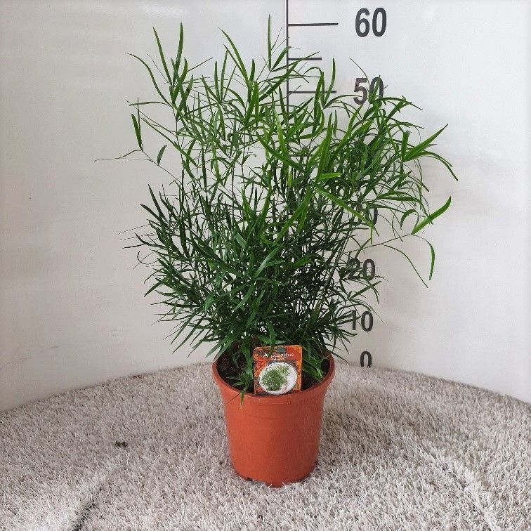 Asparagus falcatus, D 17