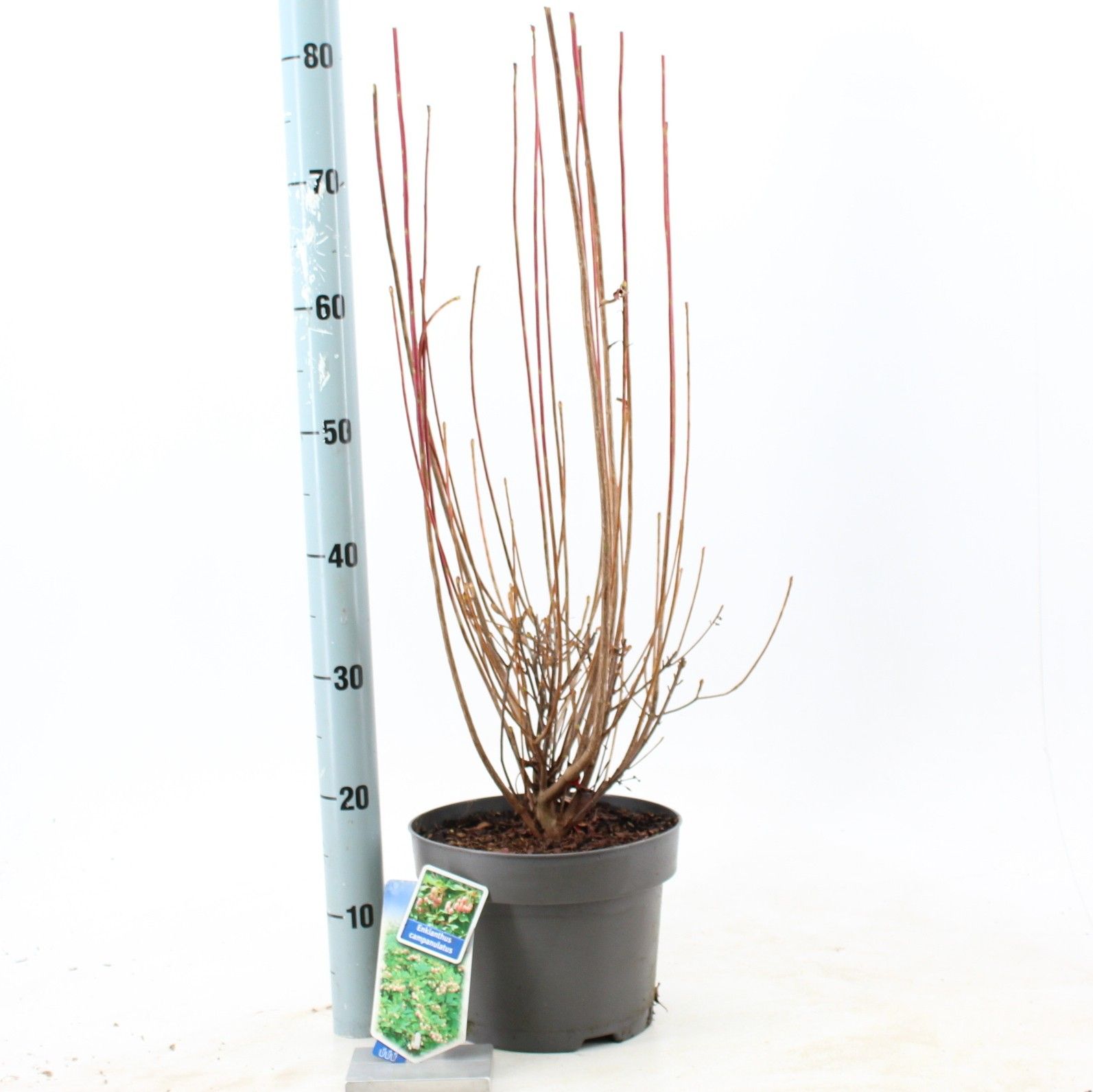 Enkianthus campanulatus, D 23