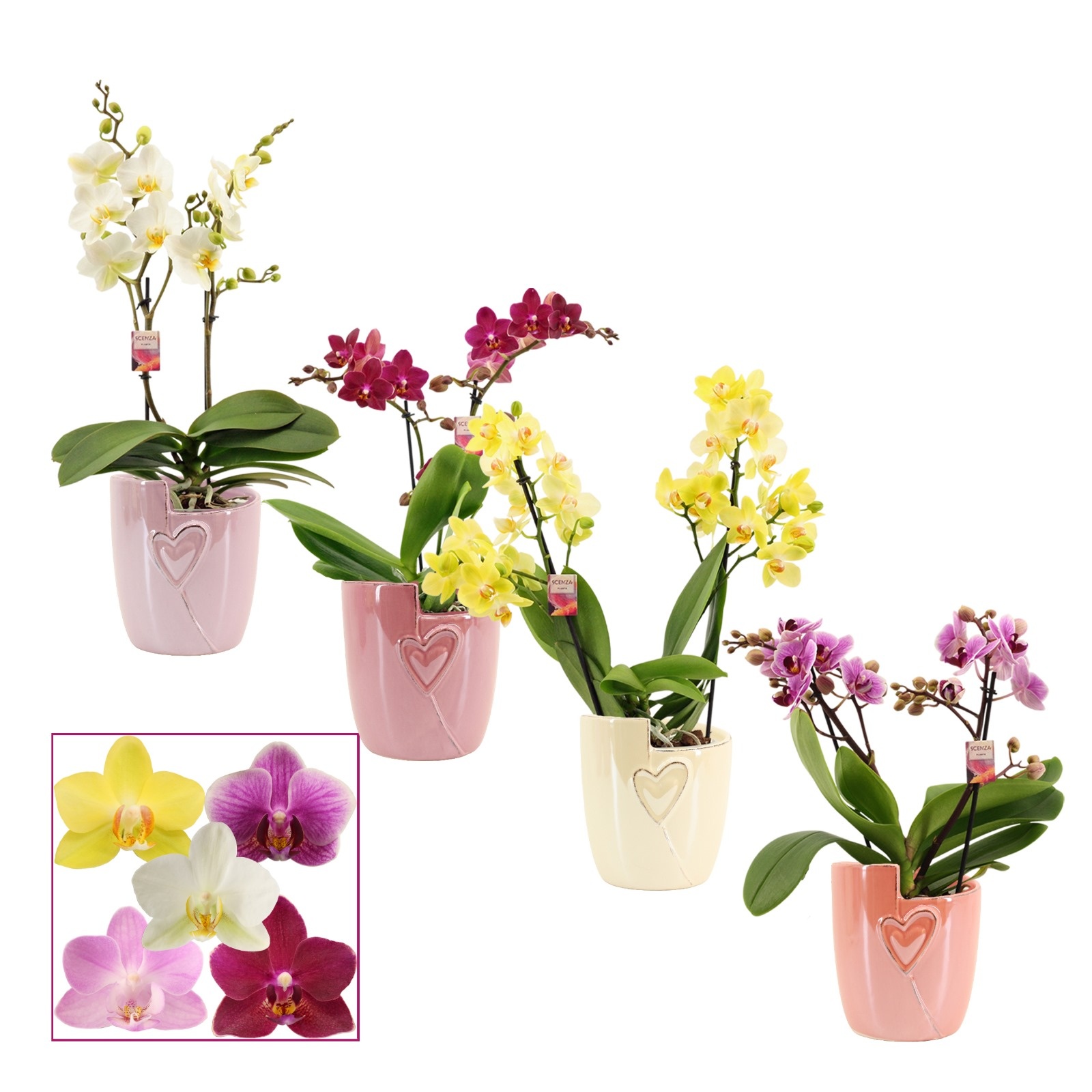 Phalaenopsis multiflora 2 tak mix in Joa (Special moods-collect), D 12