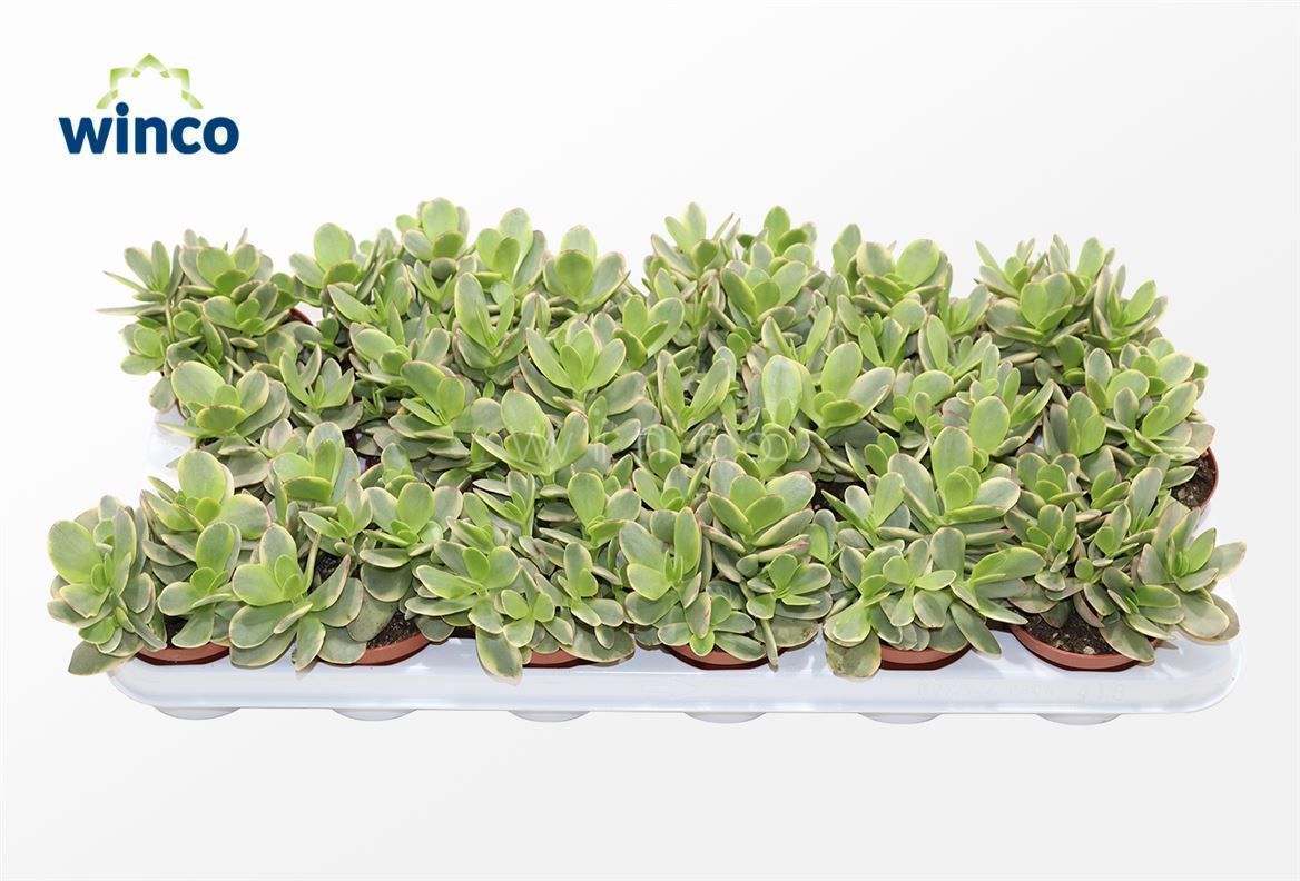 Crassula Rusby Variegata, D 8,5 cm