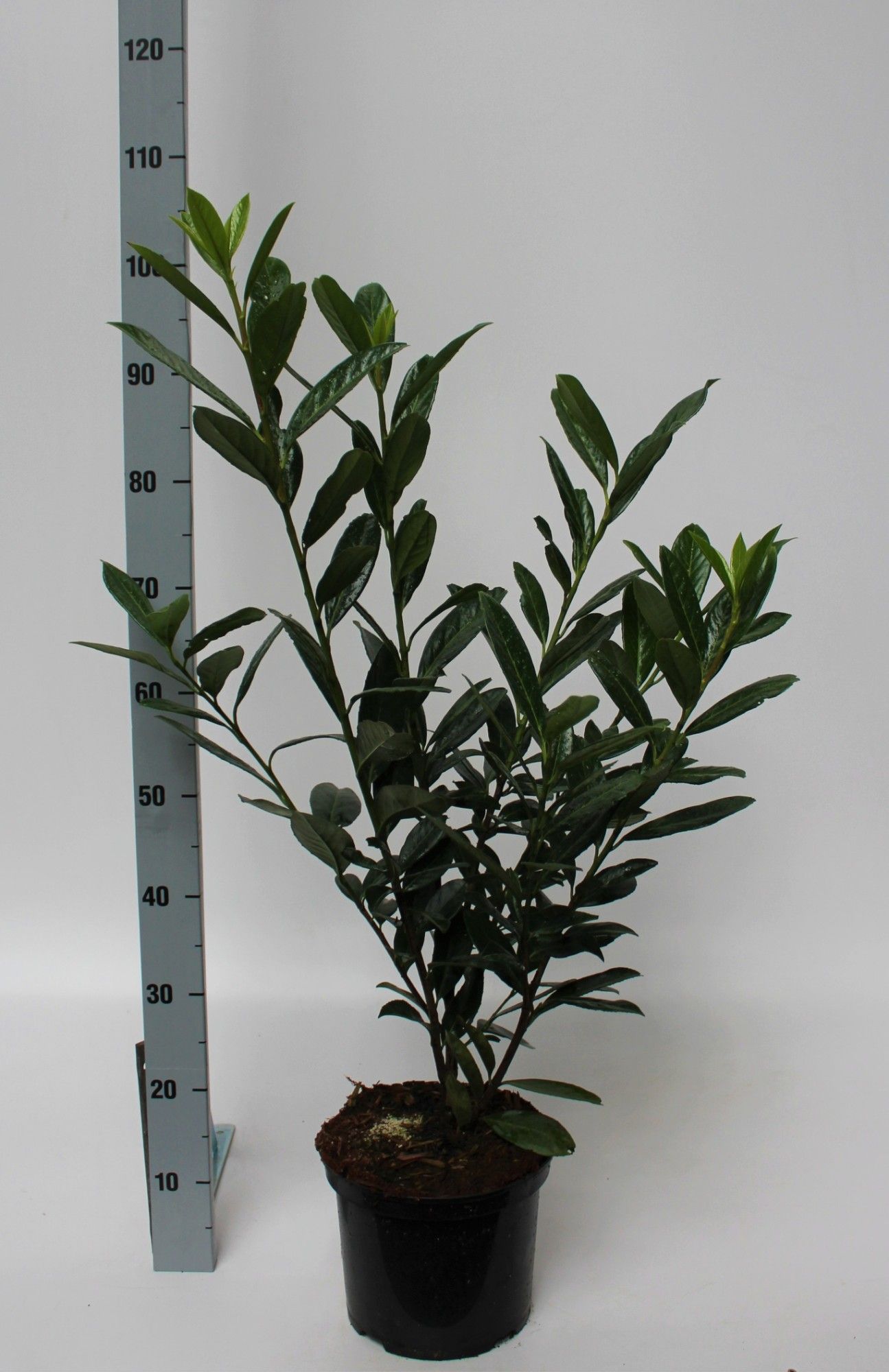 Prunus laurocerasus 'Caucasica', D 23