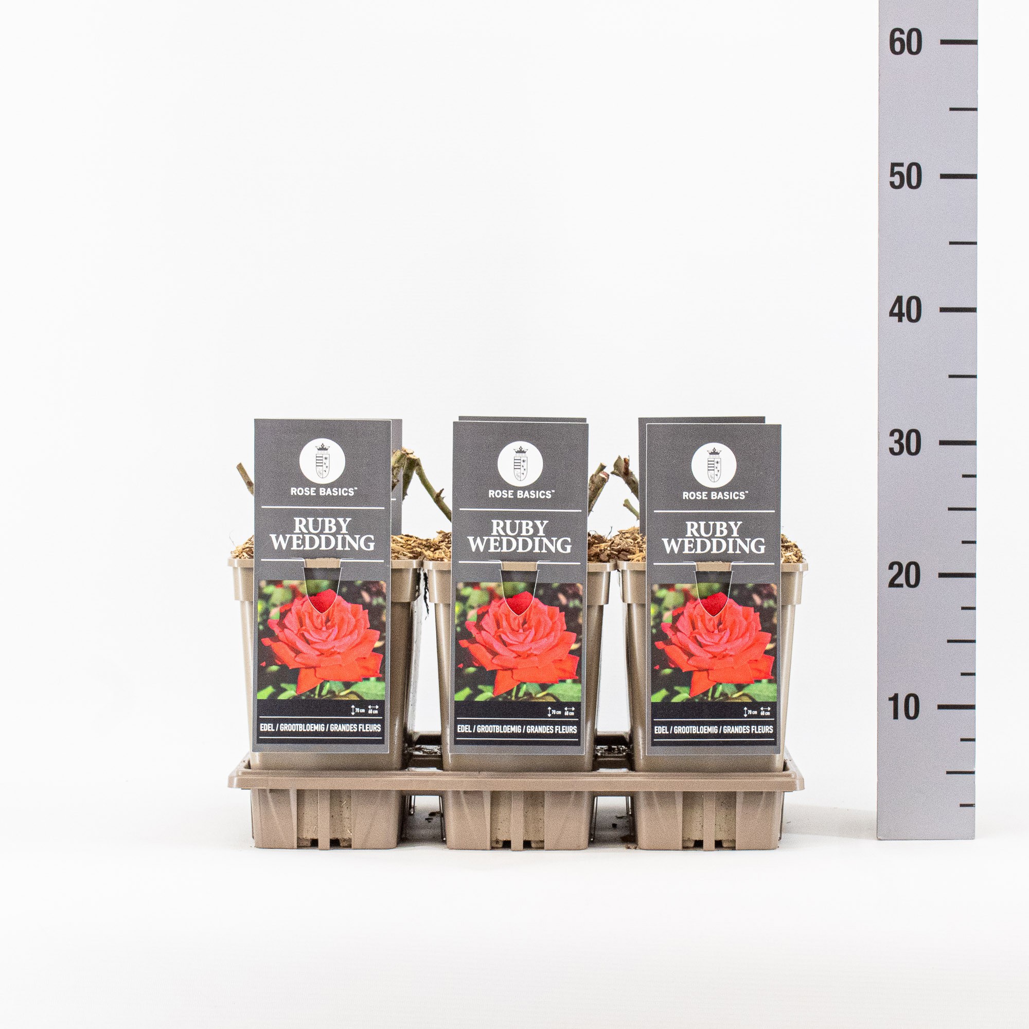 Rosa (TH), Ruby Wedding, C3, D 17