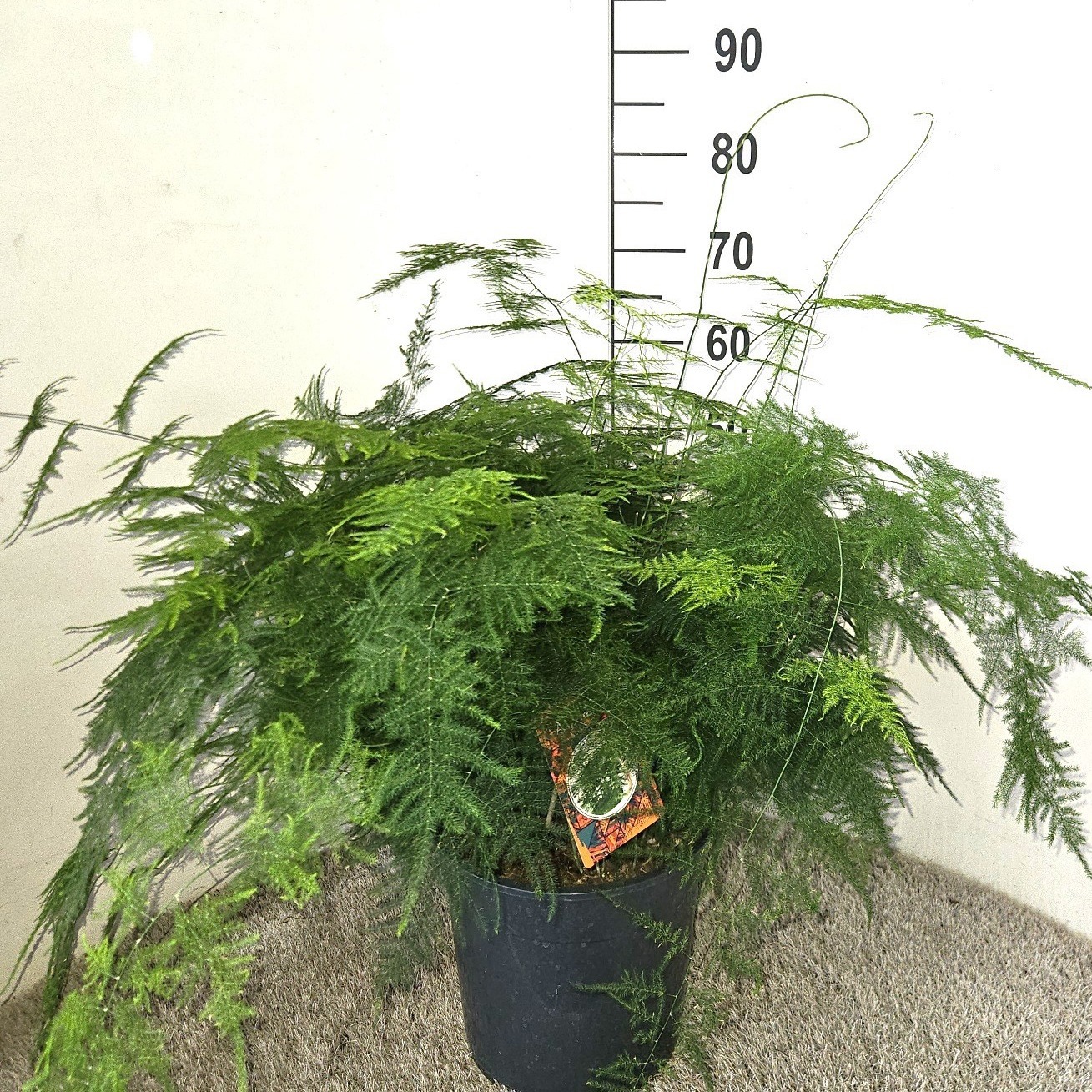 Asparagus setaceus, D 27