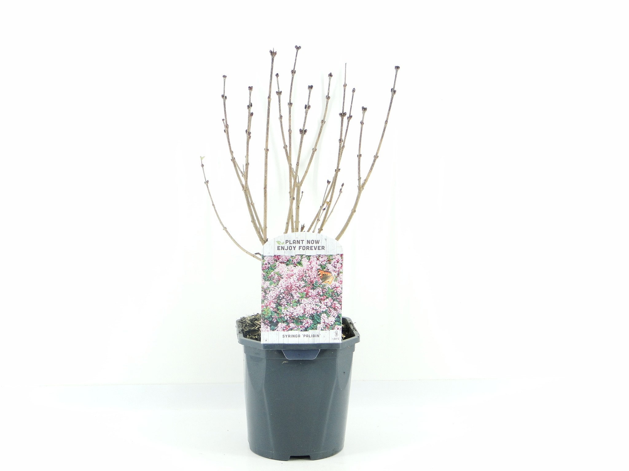 Syringa meyeri 'Palibin', D 17 cm Syringa meyeri 'Palibin', D 17 cm
