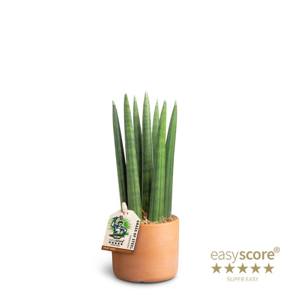 Raw Terracotta, Sansevieria ´Straight´, D 7