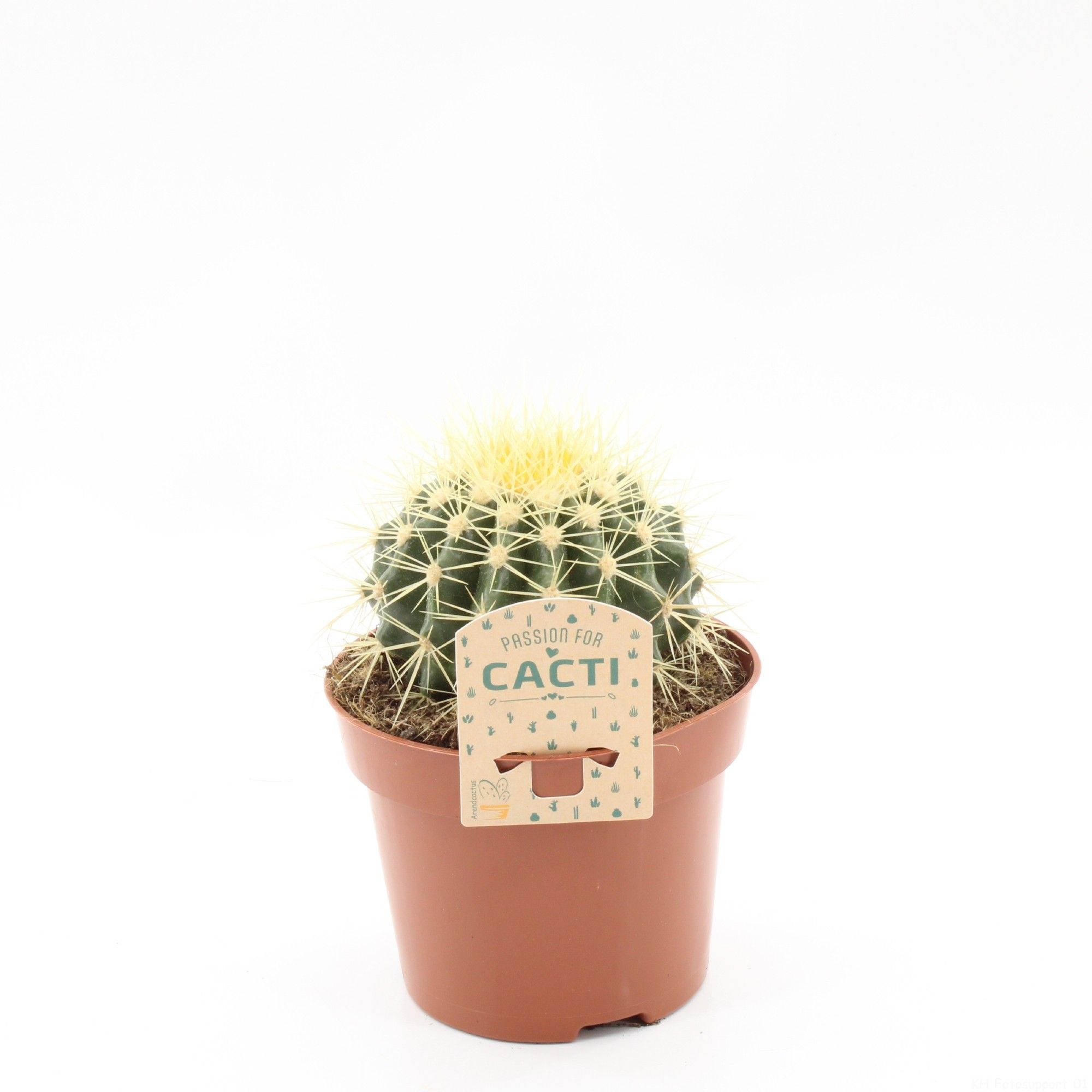 Echinocactus grusonii, D 12