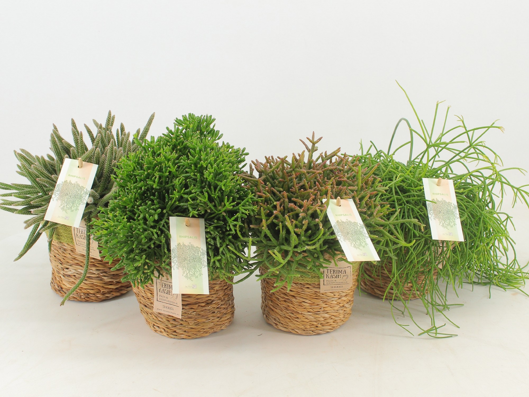 Rhipsalis Gemengd P12 Mand Gaby Green, D 13 cm