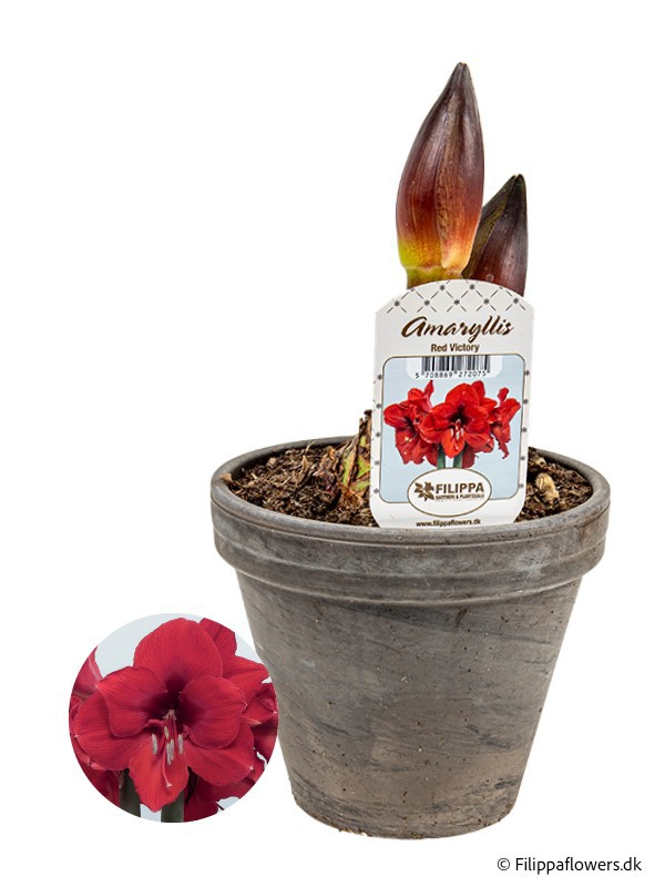 HIPPEASTRUM-HYBRID RED VICTORY RED, D 15 cm