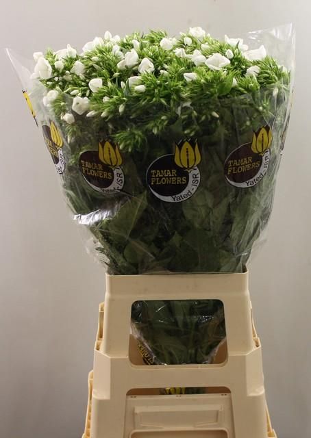 Флокс Вайт Кэп 70, шт.