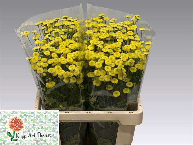 Танацетум Амазон 65, шт.